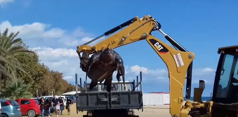 Miniatura: 700 kg żółw wyrzucony na brzeg w Callela