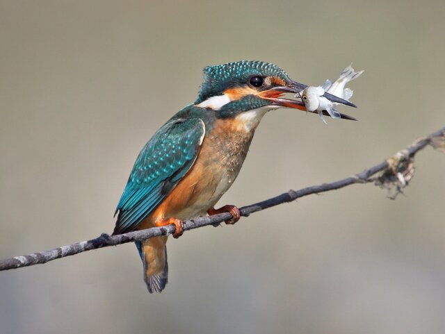 Jak nazywa się ten ptak?