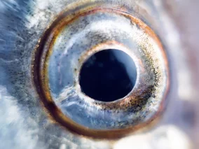 Miniatura: 24 oczy i sześcienne ciało. Naukowcy...