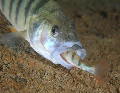 Miniatura: Padł rekord Polski. Wędkarz: Ryba miała...