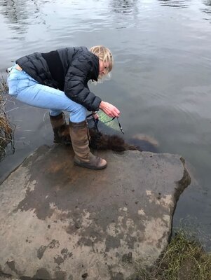 Miniatura: Bellę ktoś wrzucił do wody. Teraz pies ma...