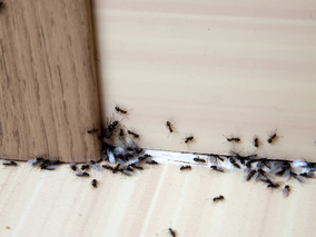 Miniatura: Mrówki nie wchodzą do mojego domu. Od lat...