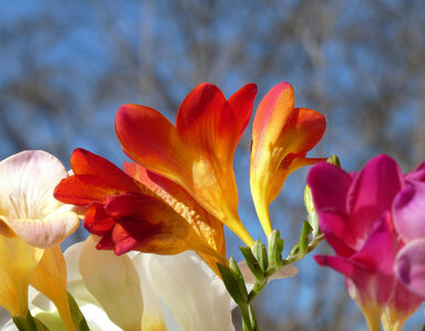 Miniatura: Pachniały w PRL-u i wracają do łask....