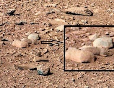 Miniatura: Na Marsie znaleziono szczura? "Lubimy...