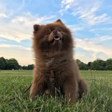 Pomeranian Bertie 