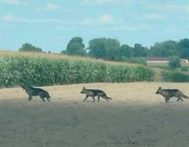 Miniatura: Mieszkańcy mazowieckich gmin walczą z...