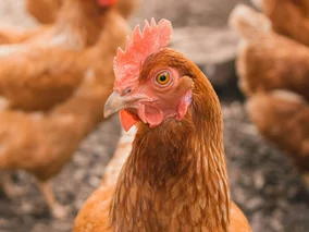 Miniatura: Przydomowy kurnik pod lupą przepisów....