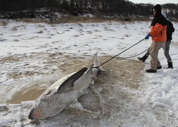 Atak zimy w USA. Przy Cape Cod zamarzają rekiny 