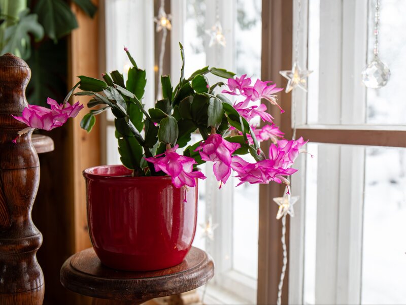 Sprytny trik, by grudnik zakwitł na  święta – wystarczy popularny produkt z apteki