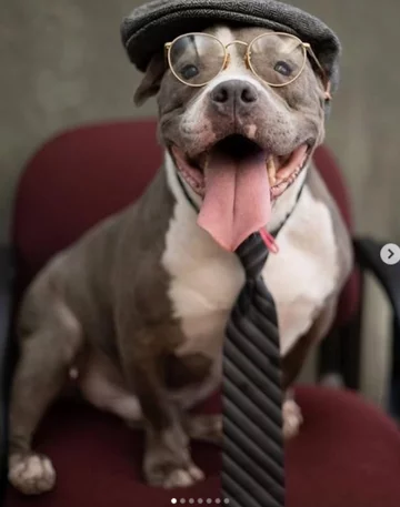 Psy jako modele. Niecodzienna sesja schroniska 