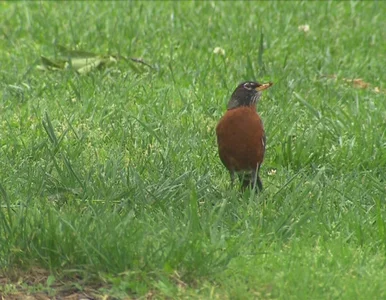 Miniatura: Czy ptaki mogą się... upić?