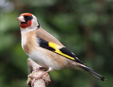 Miniatura: Jakie ptaki zimują w Polsce? Sprawdź, czy...