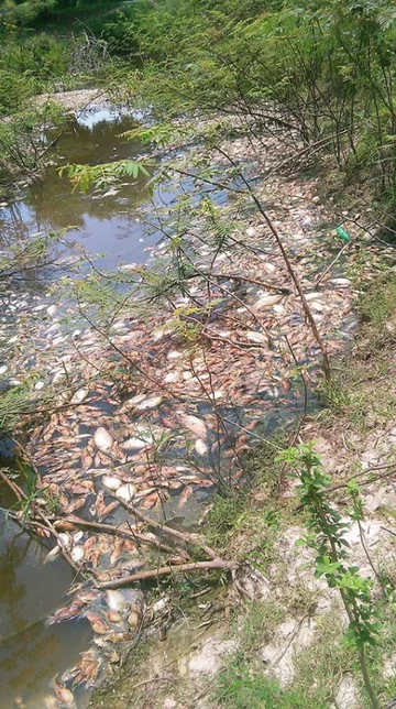 Śnięte ryby w rzece Confuso 