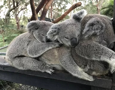 Miniatura: Tajemnicza śmierć 16 misiów koala. Co...