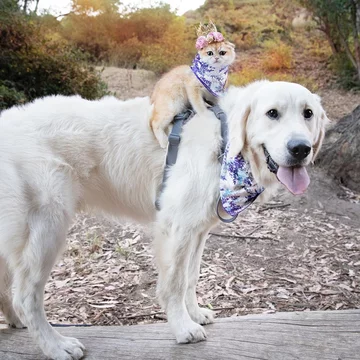 Pies Samson i kot Cleo 