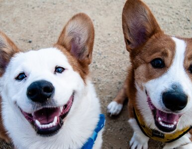 Miniatura: QUIZ o psach. Jeśli odpowiesz na 8....