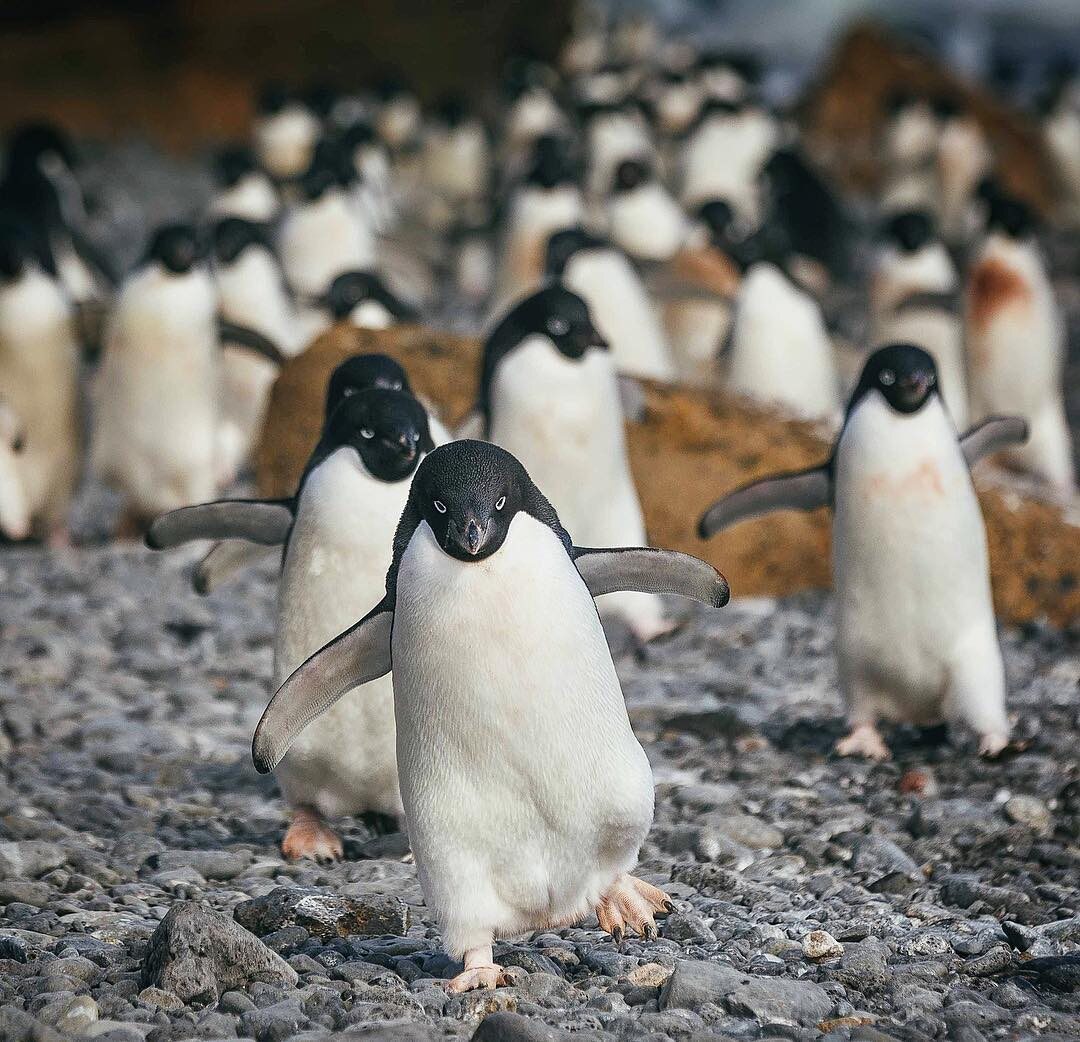 Pingwiny 