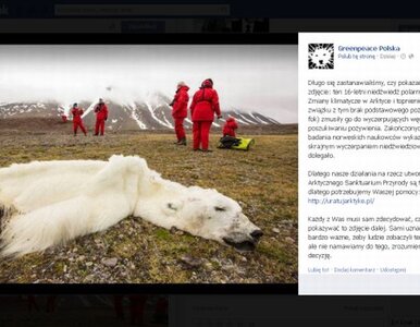 Miniatura: Greenpeace: niedźwiedź zdechł z głodu. "To...