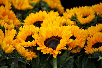 Słoneczniki, zdjęcie ilustracyjne