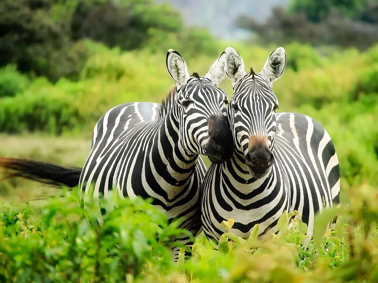 Prosty quiz przyrodniczy. Na te pytania powinien odpowiedzieć każdy