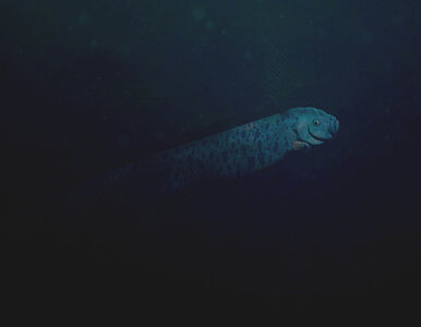 Miniatura: Dokonały na plaży niepokojącego odkrycia....