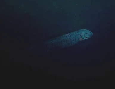 Miniatura: Dokonały na plaży niepokojącego odkrycia....