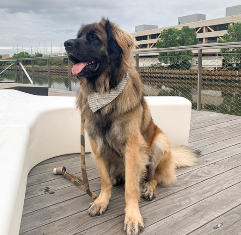 Leonberger Larry 