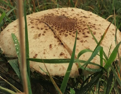 Miniatura: Poszedł na grzyby i wrócił z gigantem. Tą...