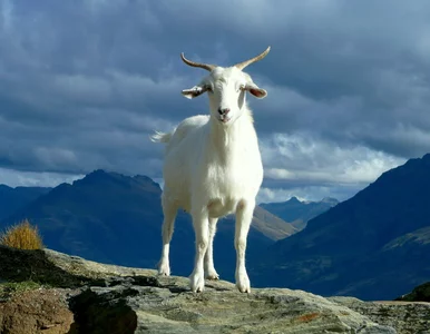 Miniatura: Znasz polskie przysłowia ze zwierzętami?...