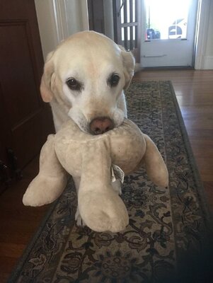 Miniatura: Wynajęli mieszkania przez Airbnb. Czekały...