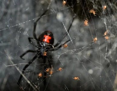 Miniatura: Groźny pająk dotarł do Niemiec. Jego jad...