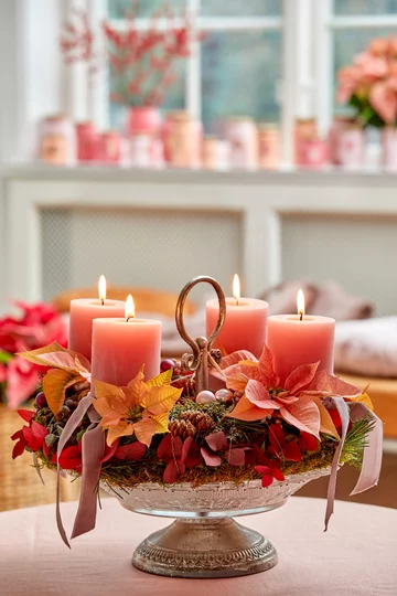 Poinsecja znana także jako gwiazda betlejemska 