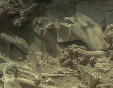 Miniatura: Kości z cmentarzyska mamutów pod Kopcem...