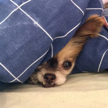 Chewie the Chi 