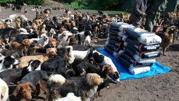 Psy przebywające w schronisku Sashy 