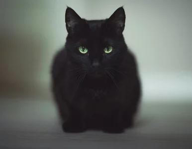 Miniatura: 10 popularnych przesądów. Znasz je?