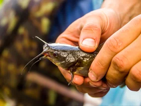 Miniatura: Przyrodnicza sensacja w Warszawie. To...