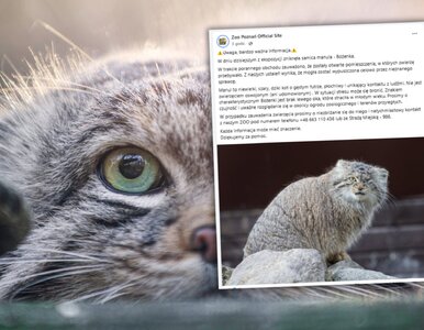 Miniatura: Alarm w poznańskim zoo. Bożenka zniknęła z...