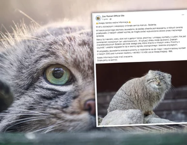 Miniatura: Alarm w poznańskim zoo. Bożenka zniknęła z...
