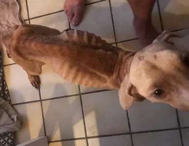 Miniatura: Uratował wycieńczonego psa. Te zdjęcia...