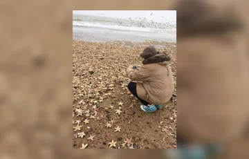 Morskie stworzenia wyrzucone na plaże dystryktu Thanet w hrabstwie Kent 