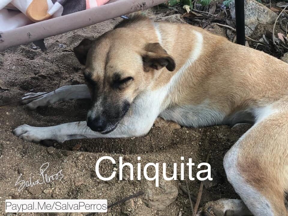 Chiquita 