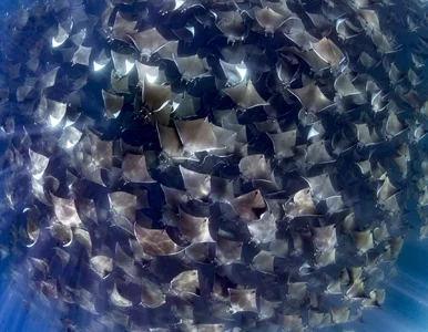 Miniatura: Zobaczcie spektakularną ławicę mobuli....