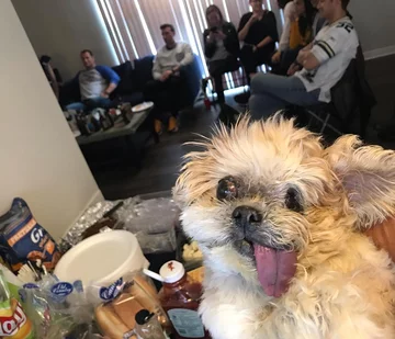 Pies Marnie 