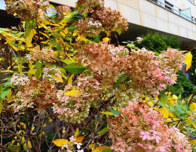 Miniatura: Nie masz już czasu przed zimą. Zrób to,...