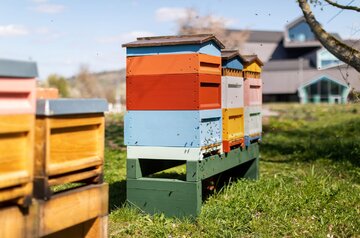 Naturalistyczny ogród Pieta Oudolfa na Vitra Campus w Weil am Rhein – przykład harmonii między dzikością a precyzyjnym projektowaniem 