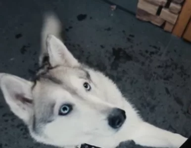 Miniatura: Kreml do propagandy wykorzystuje nawet...