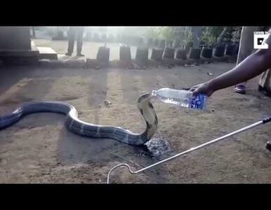 Miniatura: Spragniona kobra napojona wodą z butelki....
