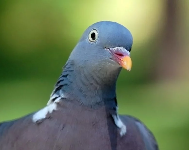 Miniatura: Odpowie za... zabicie gołębia