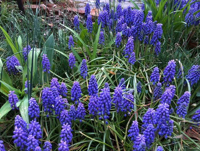 Wiesz, jak nazywają się te&nbsp;kwiaty?